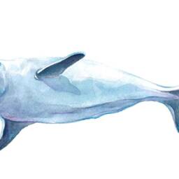 Watercolor Beluga Whale #1 Wall Decal Ocean Sea Life Removable Fabric Sticker - thumbnail 3