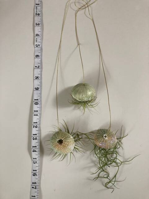 Hanging Air Plant Trio Sea Urchin Shell Pots With Golden Thread - image 1