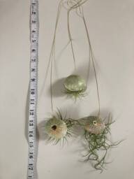 Hanging Air Plant Trio Sea Urchin Shell Pots With Golden Thread - thumbnail 1