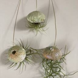 Hanging Air Plant Trio Sea Urchin Shell Pots With Golden Thread - thumbnail 3