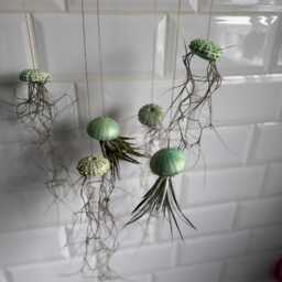 Hanging Air Plant Trio Sea Urchin Shell Pots With Golden Thread - thumbnail 2