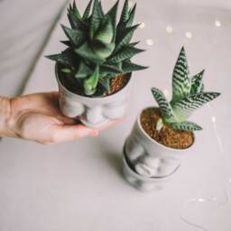 Face Planter Set - 3 - Gray Porcelain Succulent Pots, Funny Desk Decor - thumbnail 3