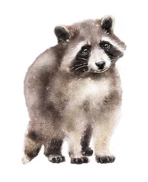Baby Raccoon Decal, Wall Sticker, Watercolor Woodland Nursery Forest Animal