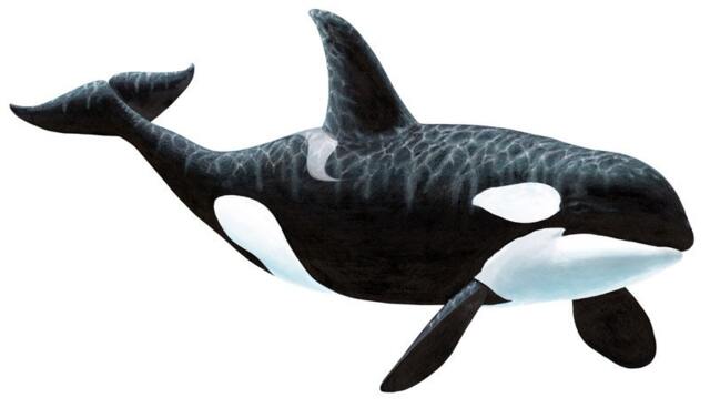 Orca Killer Whale Wall Decal Sticker - 48 In. X 28 In
