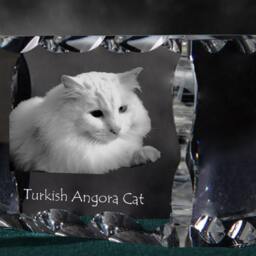 Turkish Angora, Cubic Crystal With Cat, Souvenir, Decoration, Limited Edition, Collection - thumbnail 2