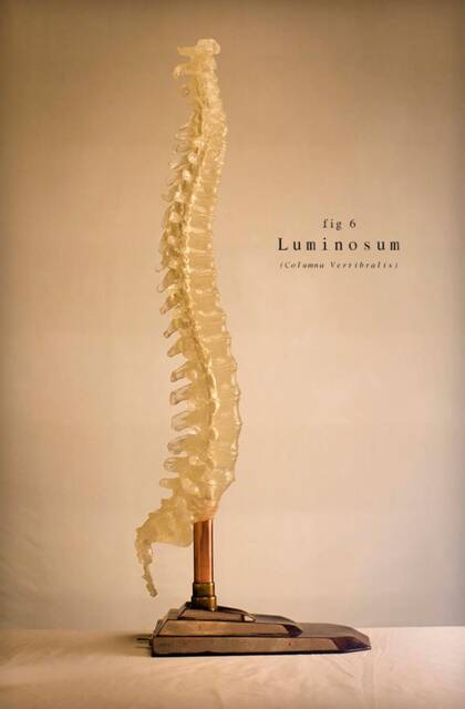 Luminosum - Columna Vertebralis - image 1