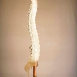 Luminosum - Columna Vertebralis - thumbnail 2