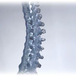 Luminosum - Columna Vertebralis - thumbnail 4