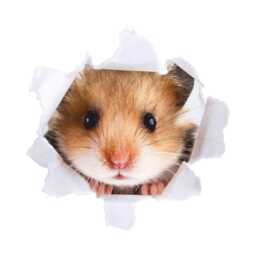 Hamster Wall Decal - Cute Animal Art For Home Decor - thumbnail 2