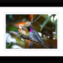Instant Download, Hummingbird Wall Art, Male Hummingbird, Anna's Pink Nature Decor, Wildlife Photos - thumbnail 2