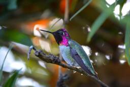 Instant Download, Hummingbird Wall Art, Male Hummingbird, Anna's Pink Nature Decor, Wildlife Photos - thumbnail 1