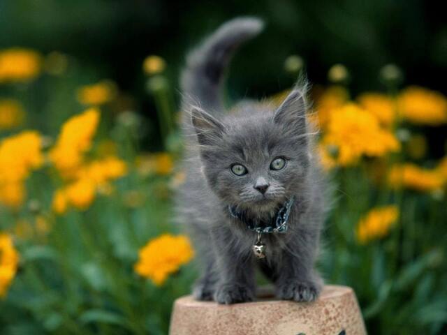 Kitten Wood Picture Blue Collar Cat Art Print - 3x4