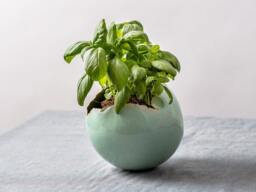 Medium Mint Green Ceramic Planter For Cacti With Drainage Hole & Saucer - Elegant Centerpiece Round Vase For Plants - thumbnail 1