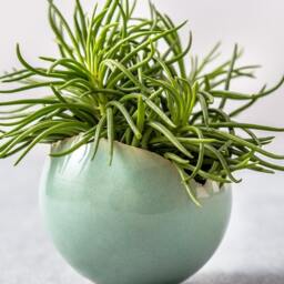 Medium Mint Green Ceramic Planter For Cacti With Drainage Hole & Saucer - Elegant Centerpiece Round Vase For Plants - thumbnail 3