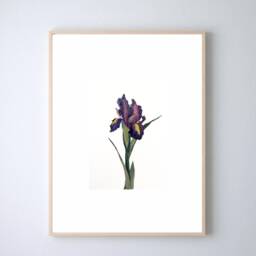 One Original Watercolor Of Flower Lily 14.8 X 10.5 cm - thumbnail 1