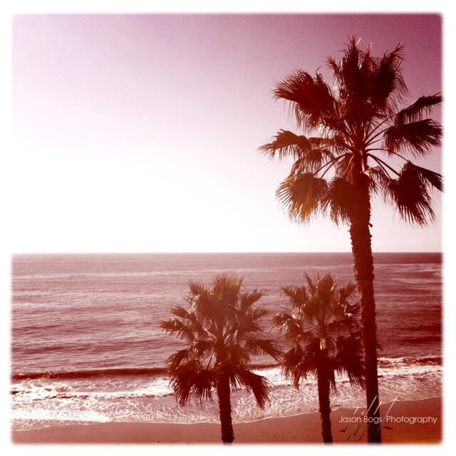 Laguna Beach Palms - Square California Photo, Square Photo, Wall Art, Beach House Decor - image 1