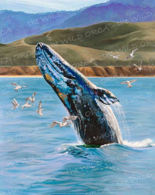 Gray Whale Breach - Limited Edition Art Print - image 1
