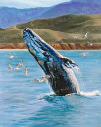Gray Whale Breach - Limited Edition Art Print - thumbnail 1