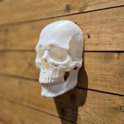 Skull Wall Mount - Gothic Home Decor Custom 3D Printed - thumbnail 4