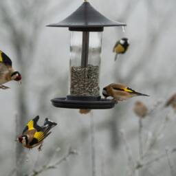 Decorative Bird Feeder - Black - thumbnail 3