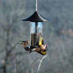Decorative Bird Feeder - Black - thumbnail 2