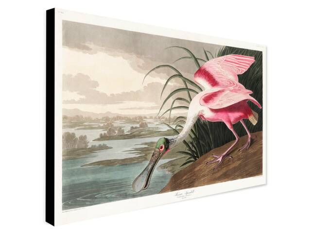 Roseate Spoonbill By John James Audubon - Wrapped Frame Canvas Rolled Photo/Poster Print - image 1
