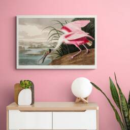 Roseate Spoonbill By John James Audubon - Wrapped Frame Canvas Rolled Photo/Poster Print - thumbnail 2