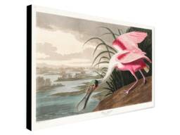 Roseate Spoonbill By John James Audubon - Wrapped Frame Canvas Rolled Photo/Poster Print - thumbnail 1