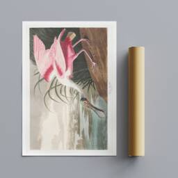 Roseate Spoonbill By John James Audubon - Wrapped Frame Canvas Rolled Photo/Poster Print - thumbnail 3