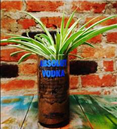 Absolut Vodka Succulent Planter - Upcycled Daimond Cut Glass Pot - thumbnail 1