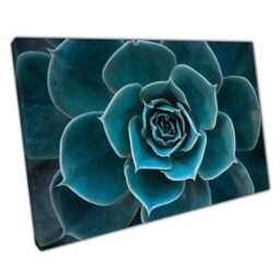Vibrant Teal Succulent Macro Photography Canvas Print - Botanical Home Office Wall Decor - thumbnail 1
