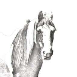 Fell Pony - Wooden Stand For Candles/Pens With The Image Of A Horse New Collection - thumbnail 2