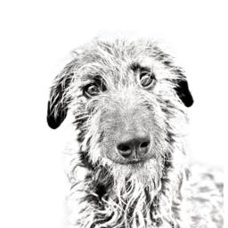 Scottish Deerhound - Wooden Stand For Candles/Pens With The Image Of A Dog New Collection - thumbnail 2