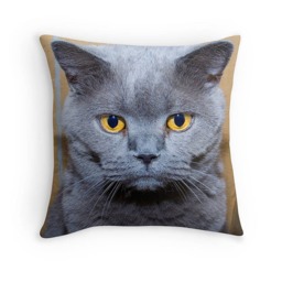 Grumpy British Blue Cat Cushion