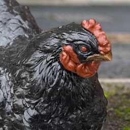 Unique Black Chicken Sculpture Concrete Figurine Outdoor Farmhouse Statue Front Door Decortion Lawn Ornament Chicken Lover Gift - thumbnail 3