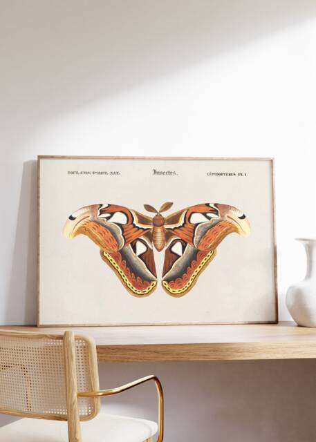 Vintage Moth Print, Charles D'orbigny Illustration, Rustic Farmhouse Wall Art - image 1