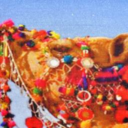 Indian Camel Pillow From Rattan - thumbnail 2
