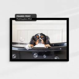 Cavalier King Charles Spaniel in The Bathtub Dog Pet Abstract Modern Painting Wall Art Framed Canvas Poster Print, Home Kitchen Office Decor - thumbnail 2