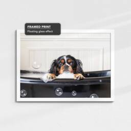 Cavalier King Charles Spaniel in The Bathtub Dog Pet Abstract Modern Painting Wall Art Framed Canvas Poster Print, Home Kitchen Office Decor - thumbnail 3
