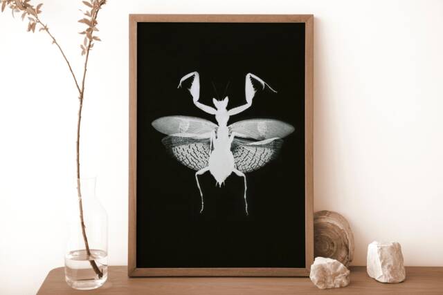 Black & White Flower Mantis Wall Art Print, Maximalism Nature Home Decor, Gothic Ideas, Minimalist Boho Living Room, Photos - image 1