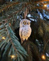 Christmas Tree Ornament White Owl, Bird