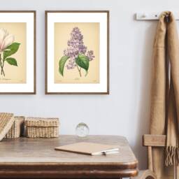 8x10'' Vintage Botanical Prints Set Of 2 Flowers Posters Rose Magnolia Flower Print Art Mother's Day Gift - thumbnail 3