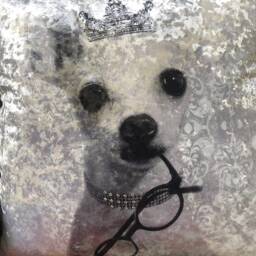Chihuahua Black & White Filled Crushed Velvet Cushion - thumbnail 3
