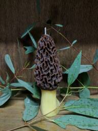 Morel Candle - thumbnail 1