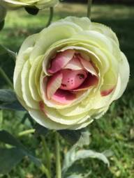 "Alice in Wonderland - Non Talking Flowers " - thumbnail 4