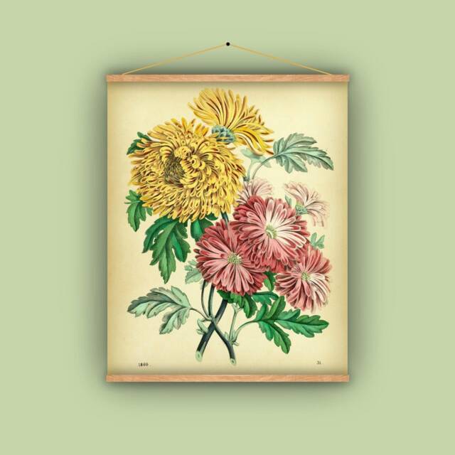 Mums, Chrysanthemums, Bouquet, Gift For Gardener, Antique Art, Vintage Image, Wall Hanging, Pull-Down Chart, Natural History, Flowers - image 1