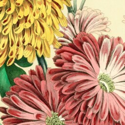 Mums, Chrysanthemums, Bouquet, Gift For Gardener, Antique Art, Vintage Image, Wall Hanging, Pull-Down Chart, Natural History, Flowers - thumbnail 2