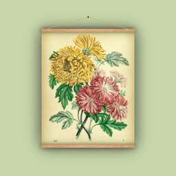 Mums, Chrysanthemums, Bouquet, Gift For Gardener, Antique Art, Vintage Image, Wall Hanging, Pull-Down Chart, Natural History, Flowers - thumbnail 1