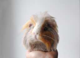 Needle Felted Guinea Pig, Custom Made Felt Pet Sculpture, Handmade Animal, Portrait - thumbnail 1