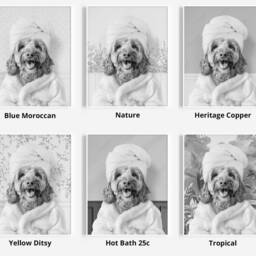 Black & White - Cockapoo in A Bathrobe Print, Dog Bathing, Funny Bathroom Animal Towel On Head, Dog Bath Robe, Apricot - thumbnail 3